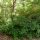 Scenery 1